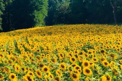 The area is famous for its sunflowers in summer